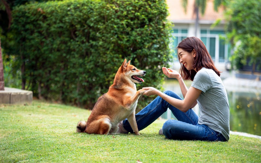 Shared Blog Post – The Proper Use of Food in Dog Training