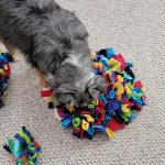 Enrichment – Providing Pets with Activities to Improve Welfare
