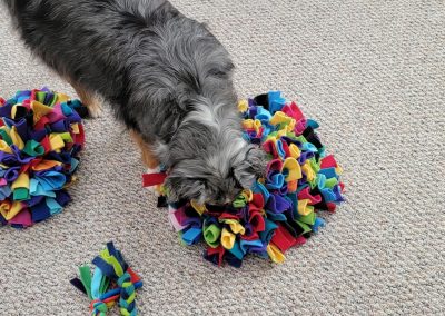 Enrichment – Providing Pets with Activities to Improve Welfare