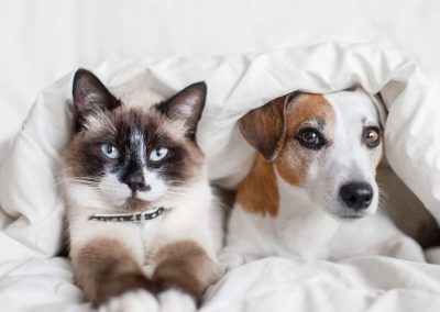 Summer is here! Protect your pets against heatstroke with this heat index tool