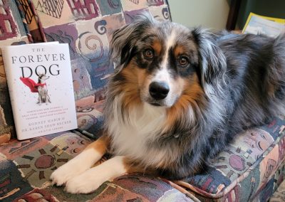 A Path to Your Pet’s Health