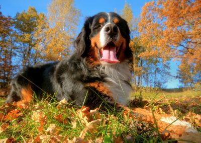 Ten Dog Training Tips That Benefit Pets and Their People