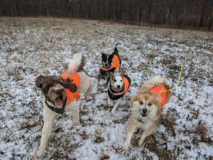 The Essence of a Dog: A Free Education from a Free Choice Walk