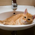 Is Your Cat Counter Surfing? The PPG Cat Committee Has an Answer!