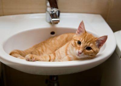 Is Your Cat Counter Surfing? The PPG Cat Committee Has an Answer!