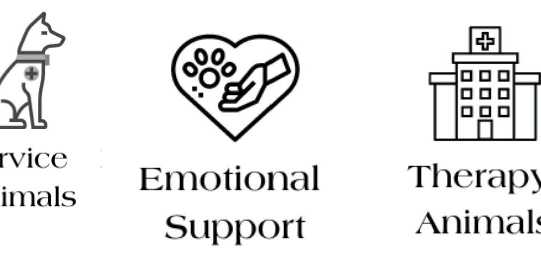 What Are Assistance Animals?