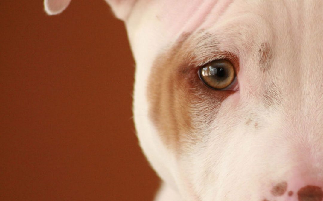 The Physical Effects of Harmful Training Devices