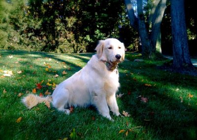 A Dog’s Communication System