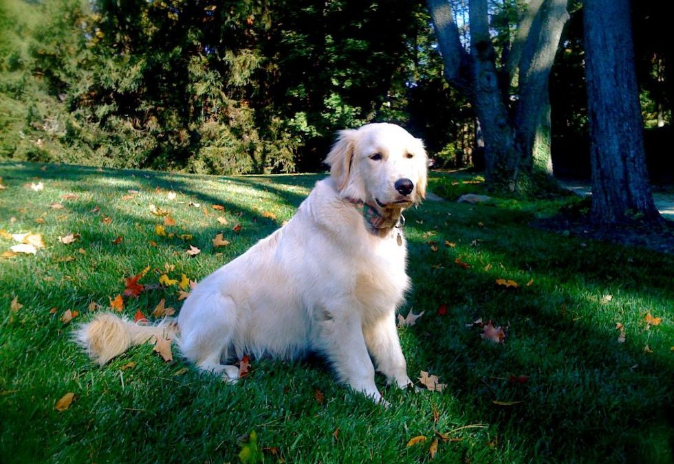 A Dog’s Communication System