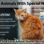 The Many Benefits of Fostering Shelter/Rescue Pets