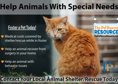 The Many Benefits of Fostering Shelter/Rescue Pets