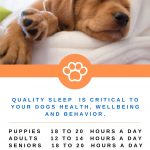 That Crazy Puppy Behavior