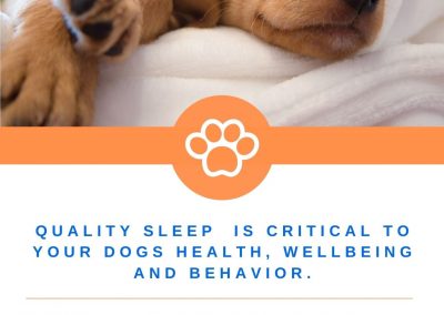 That Crazy Puppy Behavior