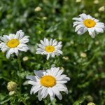 Ask a Trainer: Dog Digging Holes in Flower Beds