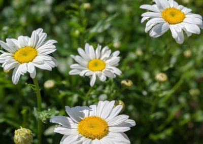 Ask a Trainer: Dog Digging Holes in Flower Beds