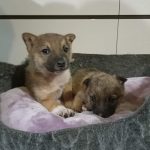 People Are Risking Their Lives to Help the Pets of Ukraine – And They Need Your Help