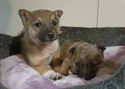 People Are Risking Their Lives to Help the Pets of Ukraine – And They Need Your Help