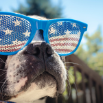 Prepare Your Dog for Fireworks and Thunderstorm Season