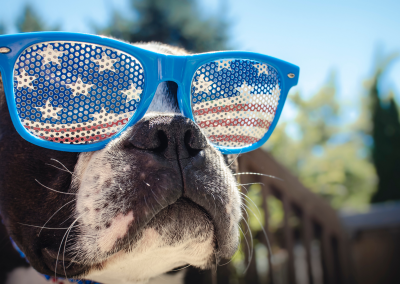 Prepare Your Dog for Fireworks and Thunderstorm Season