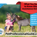 Loving Partners: The Bonds We Share with Assistance Animals