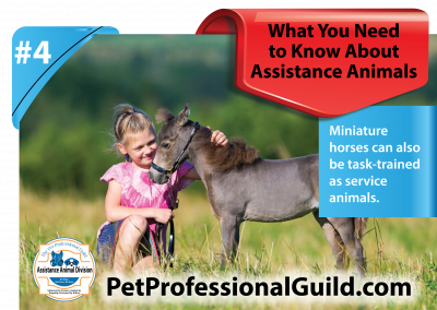 Loving Partners: The Bonds We Share with Assistance Animals