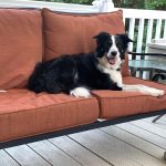 Tired of Furry Furniture? Try These Tips!