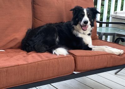 Tired of Furry Furniture? Try These Tips!