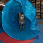 Agility for Cats!? A Cat Behavior Consultant Answers What, Why and How