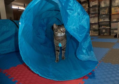 Agility for Cats!? A Cat Behavior Consultant Answers What, Why and How