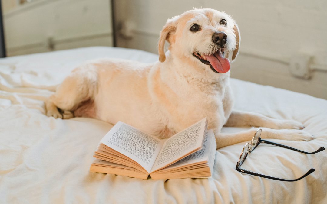 When Can I Stop Training My Dog?