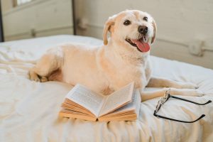Dog on bed with book and eye glasses.