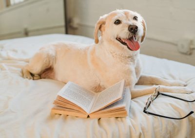 When Can I Stop Training My Dog?