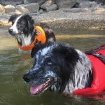 Safety Tips for Dogs Who Love Water