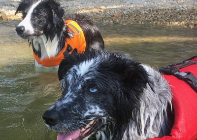 Safety Tips for Dogs Who Love Water