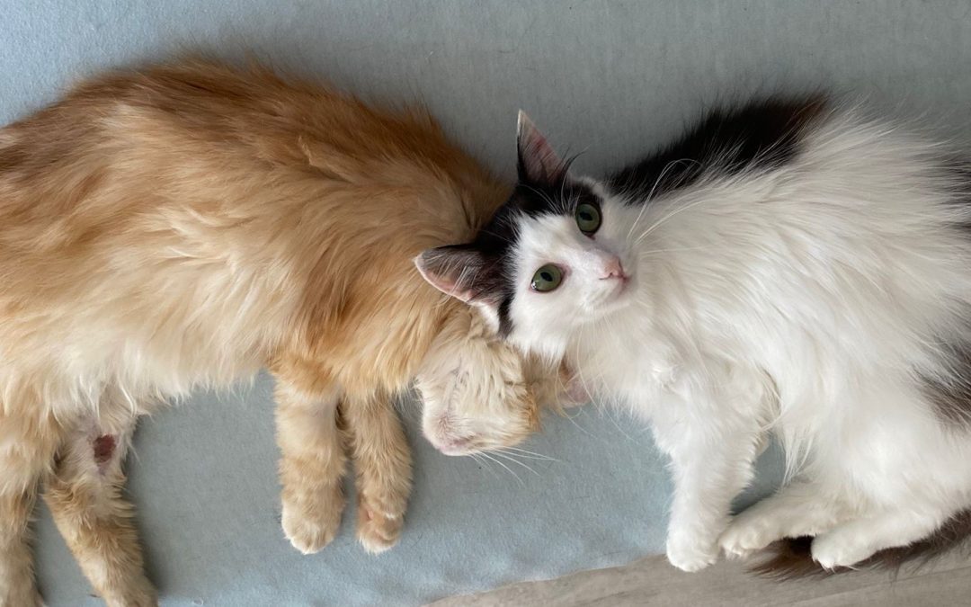 Help Animals Survive the War in Ukraine Fundraiser – Latest Updates