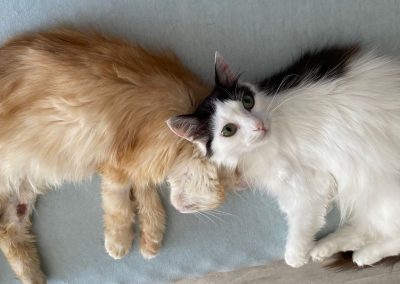 Help Animals Survive the War in Ukraine Fundraiser – Latest Updates