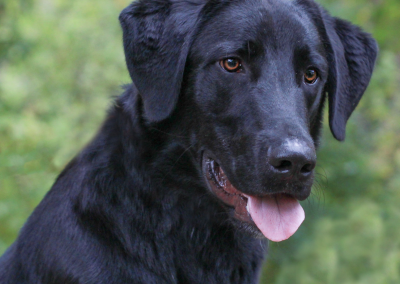 Dogs Who Growl with Teeth, Oh My!