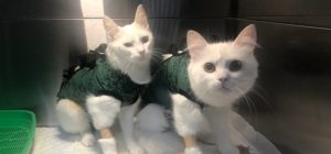 Two cats after awake and alert after spay surgery.