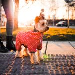 How to Handle Your Dog When You Encounter a Service Dog