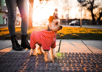 How to Handle Your Dog When You Encounter a Service Dog