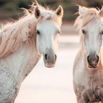 Managing and Training Fearful Equids