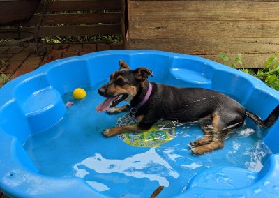 How Do Dogs Cool Down?