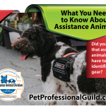 Why We Should Think Twice About How We Are Training Our (Service) Dogs