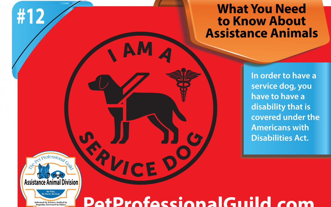 How To Select a Service Dog or Assistance Dog Prospect