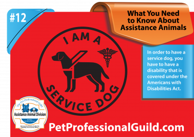How To Select a Service Dog or Assistance Dog Prospect