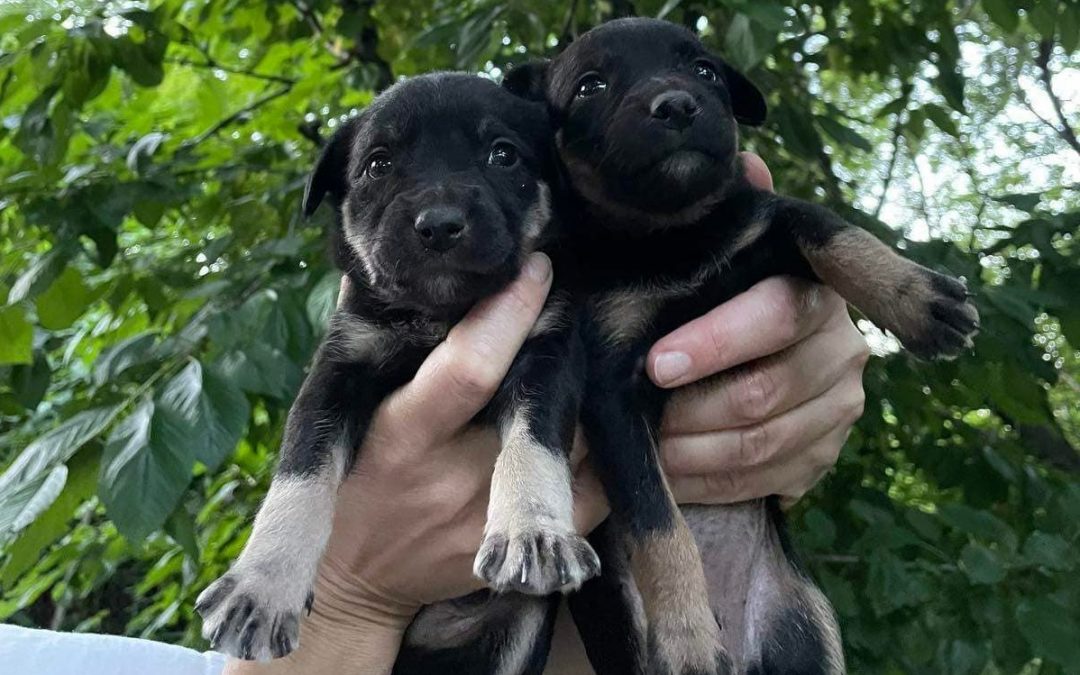 You Can Still Help the Animals of Ukraine Survive the War