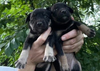 You Can Still Help the Animals of Ukraine Survive the War