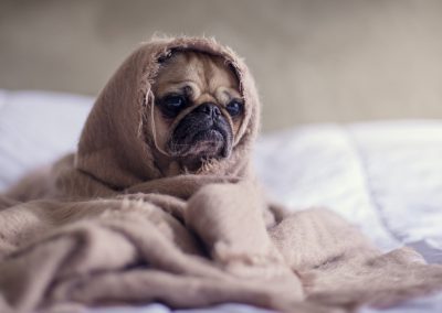 Shared Blog Post – Secret Reasons for Behavior Changes in Your Dog