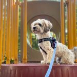 Determining If Your Dog Understands SIT