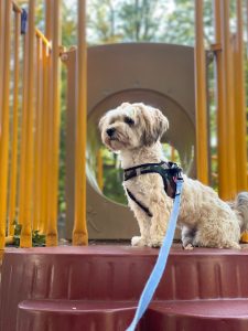 Mixed breed dog wearing a leash and harness sitting on some playground equipment